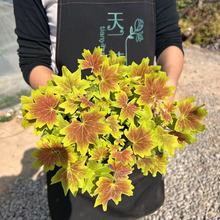 枫叶天竺葵经典百年温哥华观叶新品弗兰克三色旗苗盆栽植物木本