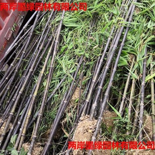 Wholesale Base for Purple Bamboo Seedlings, Purple Bamboo Saplings, Engineering Courtyard Greening Bamboo Seedlings, Ornamental Bamboo