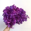 Rose purple red gradient