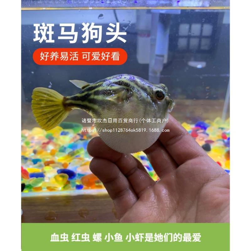 斑马狗头河豚鱼斑狗头鱼苗热带鱼观赏鱼淡水河豚凶猛鱼苗活体批发