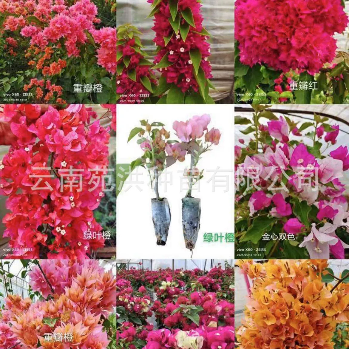 Цветные сливы с двойным лепестком