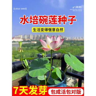 ��ɏˮ��ֲ�ﻨ���҃Ȼ����B�ļ��_���N����ˮ�B�ɻ�˯ɏ���ԾGֲ