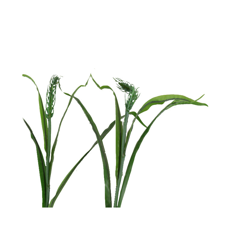 春色小麦 (3).jpg