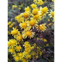 新采摘菊花种子杭白菊胎菊种子黄菊贡菊金丝黄菊种子野菊花包邮孑