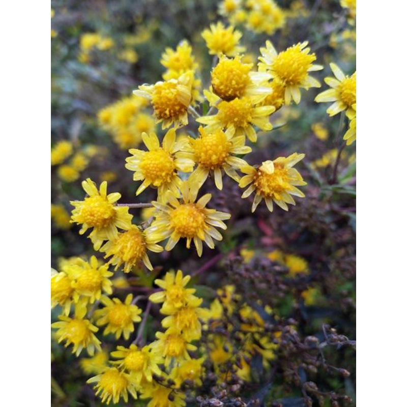 新采摘菊花种子杭白菊胎菊种子黄菊贡菊金丝黄菊种子野菊花包邮孑