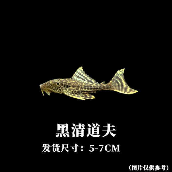 2 шт. чёрный чистильщик, 5–7 см