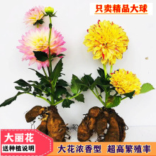 球根花卉大丽花种球大丽菊地瓜花苗室内阳台盆栽庭院种植重瓣大花