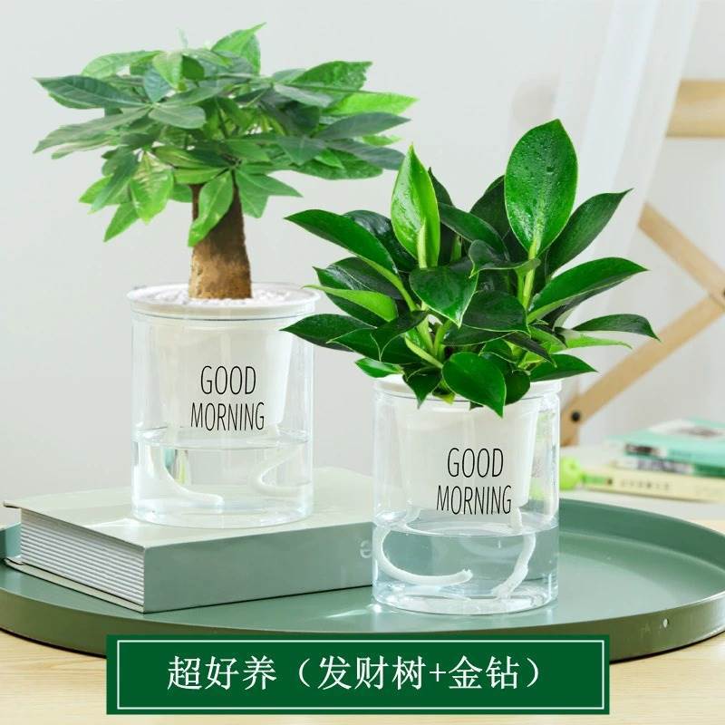 골드 다이아몬드 + 포춘 트리 + 굿모닝 화분 2 개 + 양분 솔루션