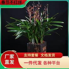 特大颗 墨兰兰花盆栽 金边金华山 报岁兰花卉客厅阳台宽叶