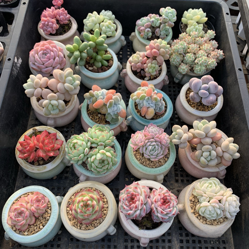 小さな多肉植物、超かわいい、貴重で希少な親指鉢、ミニ鉢植え、鉢付き多肉植物鉢植え、小さな古い支柱|undefined