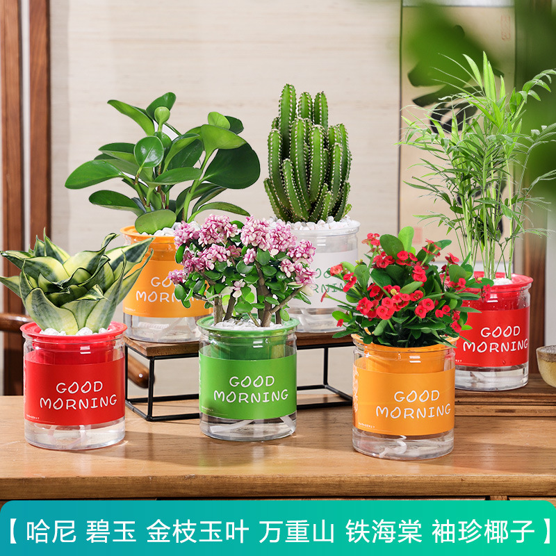 [가성비 6화분] 코코넛+황금가지+베고니아+하니+완중산+벽옥