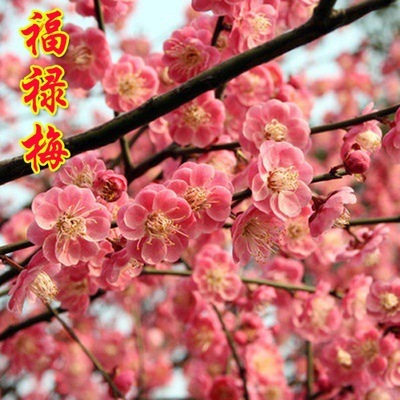 Fulu Mei 2cm 두께 [그해에 꽃이 핀다]