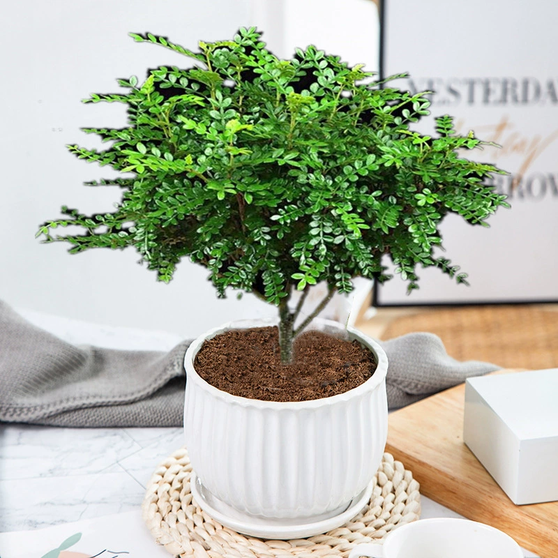 Аутентичные Qingxiang древесины перец древесины горшок Комаров Репеллент от насекомых вечнозеленые комнатные легкие растения цветы Зеленый Бонсай
