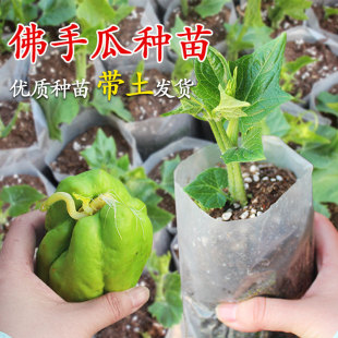 ���ֹϷN���玧ѿ�����N���ļ������߲˷N�Ӳ���lѿ���ֹϷNֲ��