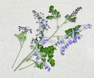 Pressed Flower Materials, Purple Pansy Pressed Flowers, Dried Flowers, Pressed Flowers, Fan Flower Materials, Table Lamp Dried Flowers