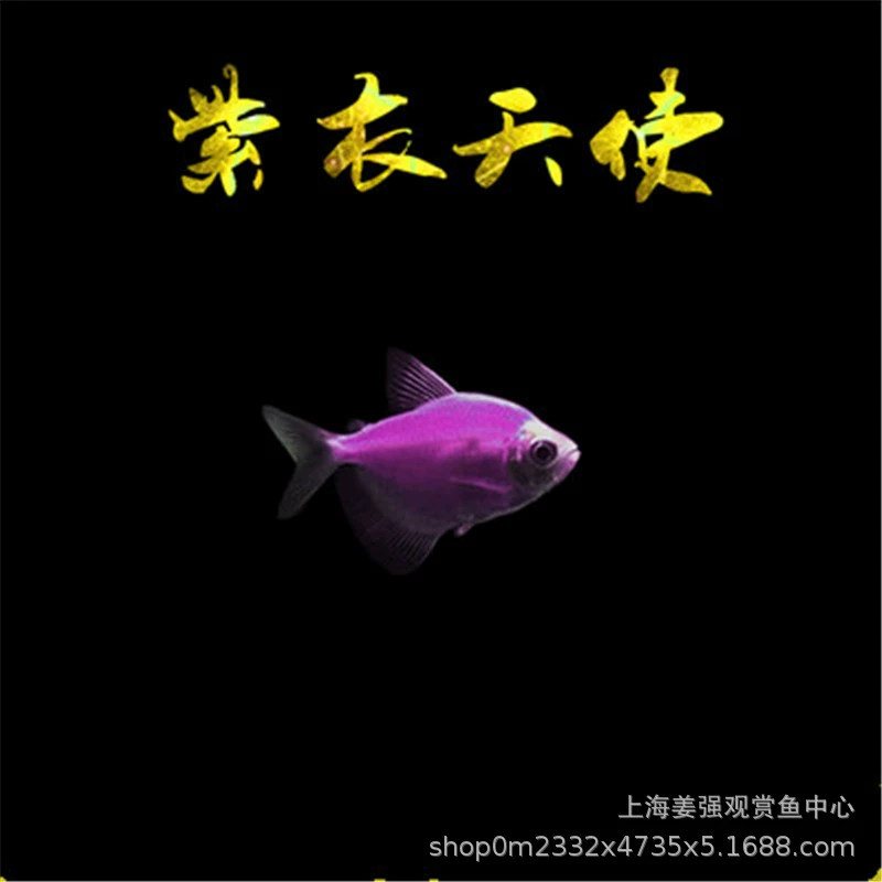 Красочные ангелы-рыбки, фиолетовые ангелы, маленькие тропические рыбки, простые в уходе, долговечные, для пресноводных аквариумов с растениями, маленькие рыбки-плавающие охотники.