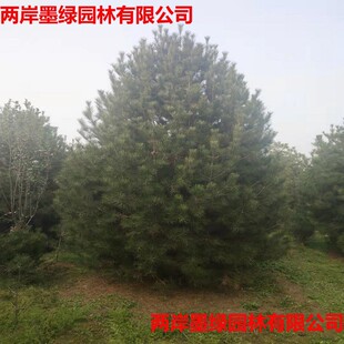 ��ľ���� ̩����Ƥ�ɻ���  ��Ƥ��4������ �F�ڬF�u ����ֱ��