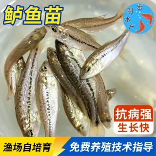 鲈鱼苗大号加州鲈鱼苗可食用大口黑鲈路亚凶猛肉食养殖淡水鲈鱼苗
