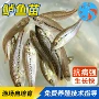 加州养殖大号食用苗