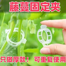 ֲ��A/�Ϲ��يA/���Ͻ����A/��֦�A/�����A/�����A/�������ӼӺ�