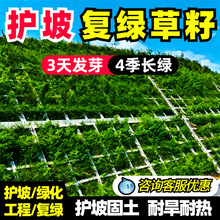 灌木种子紫穗槐刺槐多花木兰胡枝子葛藤荒山复绿草种护坡固土草籽