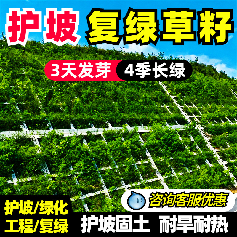 灌木种子紫穗槐刺槐多花木兰胡枝子葛藤荒山复绿草种护坡固土草籽