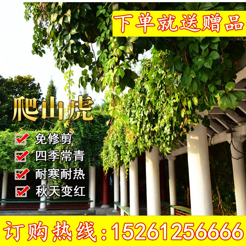 Партеноцисс Лиана Рассада Трехлистная пятилистная Партеноцисс Лиана Рассада Виноград Растение В помещении и на открытом воздухе Посадка в горшке На открытом воздухе Четырехсезонное восхождение