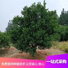 柴源农林基地 大量果树批发 家庭绿化  丛生胡柚冠幅1.5米-6米