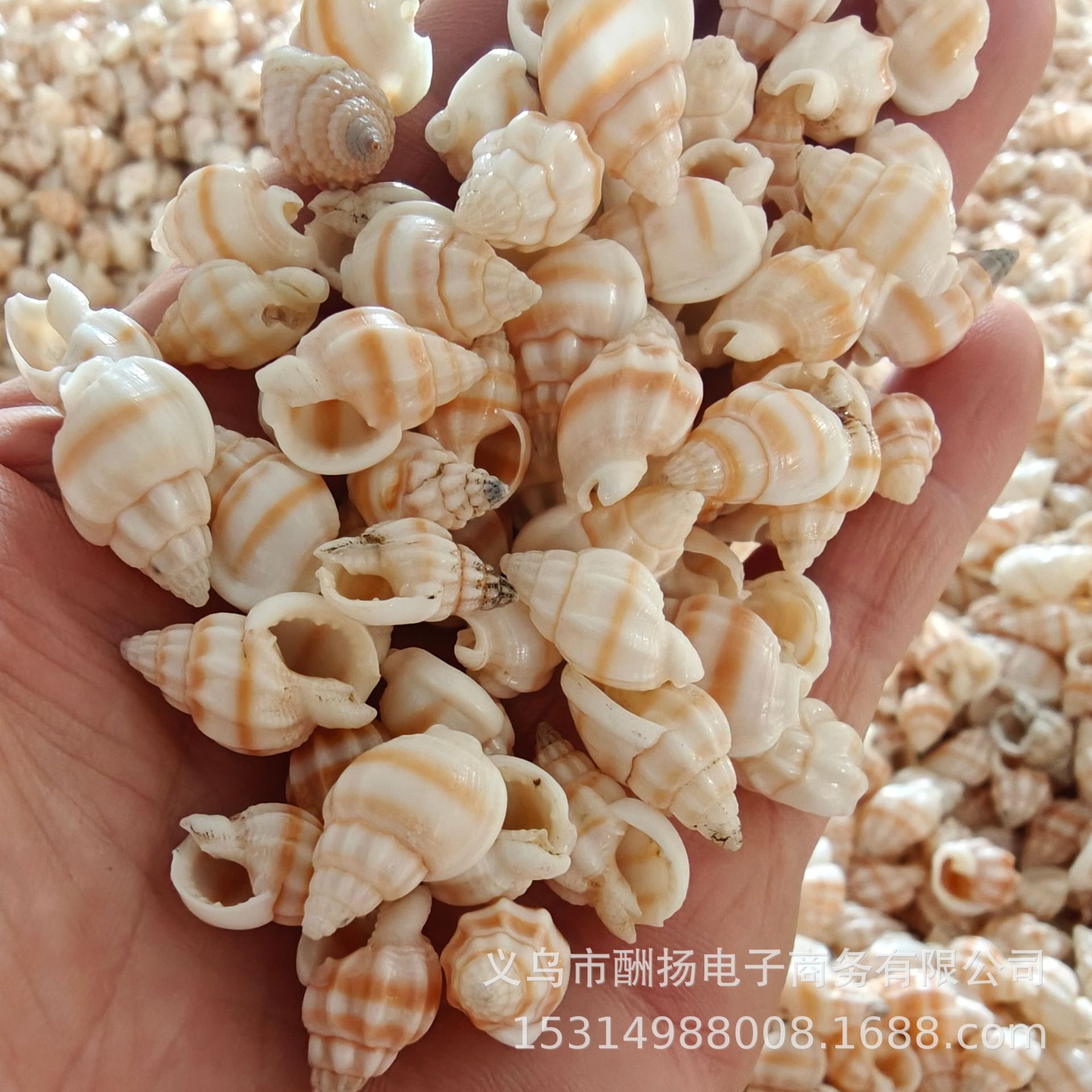 Khaki-colored, 1-2cm striped textured snail (1 piece)