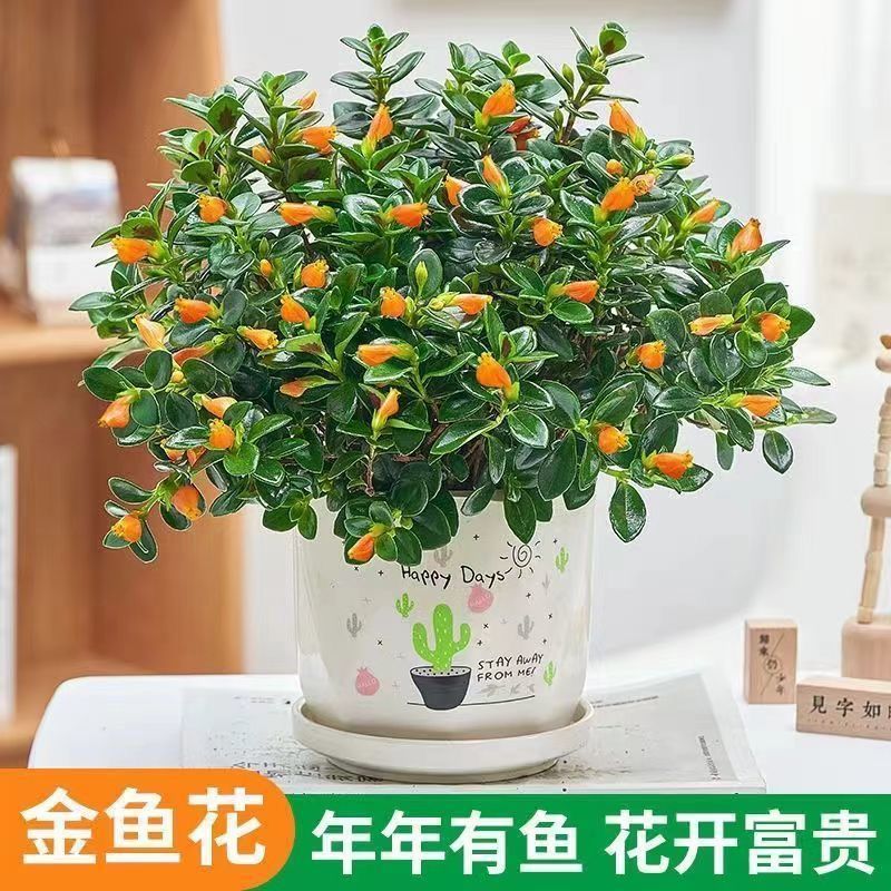 四季常青金鱼花吊兰盆栽室内绿植花卉多肉植物绿萝发财树好养