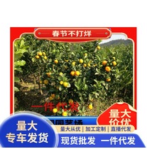 ����֦�����t�̹����Ƥ�̘��癎������^�޽�����]