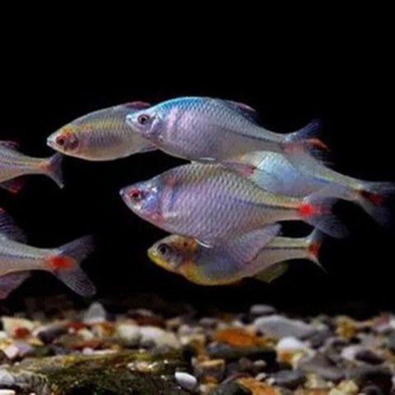 フナ、観賞魚、冷水魚、ネイティブ魚、カラフルなフナ、ハイボディフナ、小型淡水魚、飼いやすい|undefined