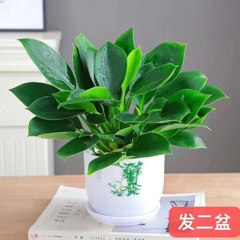 마약왕 화분 2개 + 수지 녹색잎 화분 2개 + 영양액