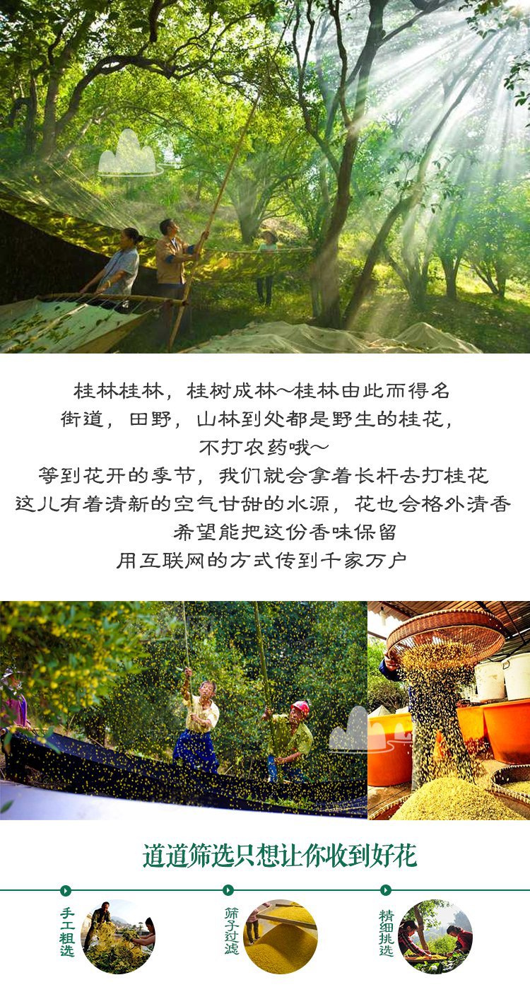 Dried Osmanthus Flowers Gui Hua Loose Golden Blossoms for Tea and Culinary Use Bulk Supply key features