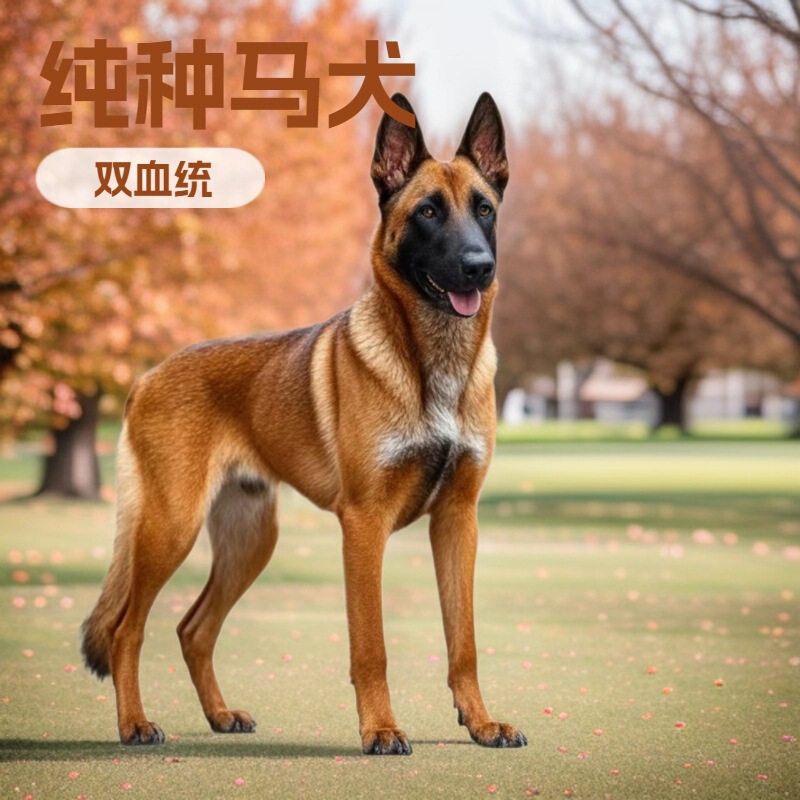 Purebred Belgian Shepherd Dog Live Animal Double Bloodline Popular Malinois Live Dog Yellow Medium-Sized Pet Dog Puppy Purebred Belgian Shepherd Dog Live Animal Double Bloodline Popular Malinois Live Dog Yellow Medium-Sized Pet Dog Puppy