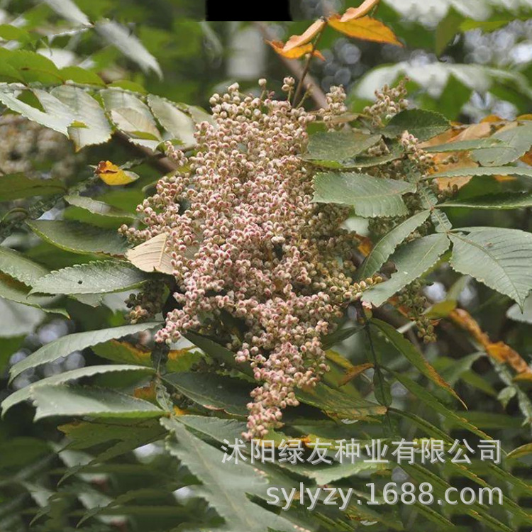 批发盐肤木种子 又称五 倍子