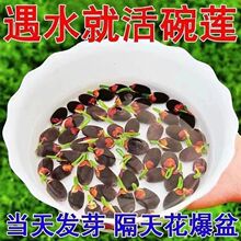 ��ɏ�N�߲������ɫˮ�໨��ˮ�B�ļ�ɏ���ɻ��Nɏź�Gֲˮ��ɏ��