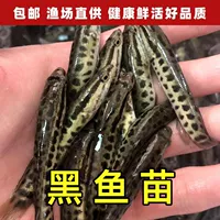 冷水养殖黑鱼苗批发|耐低温成活率高|1688源头厂家直供