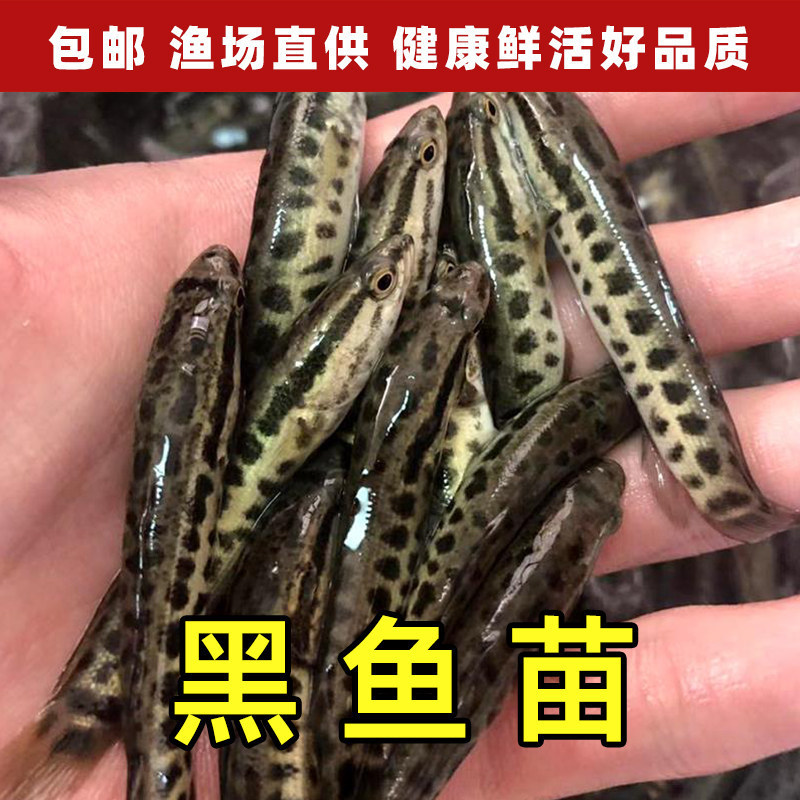 Blackfish Fry, Extra-Large Blackfish Fry, Fresh Cold-Water Carnivorous Freshwater Aggressive Fish Fry, Suitable for Freshwater Farming and Consumption Blackfish Fry, Extra-Large Blackfish Fry, Fresh Cold-Water Carnivorous Freshwater Aggressive Fish Fry, Suitable for Freshwater Farming and Consumption