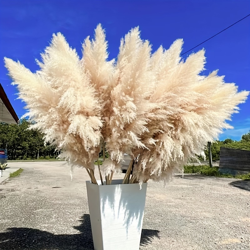 芦苇干花批发跨境大蒲苇花束北欧风婚礼装饰插花摆件源头工厂批发|undefined