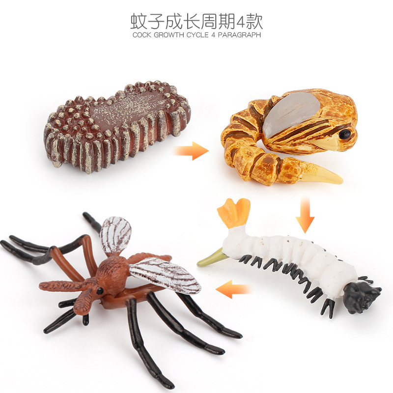 Simulación de exportación transfronteriza de insectos modelo de ciclo de crecimiento animal mariposa abeja Caracol Rana escorpión adornos cognitivos