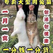 小白兔子活物一对公母月月兔家兔活兔肉兔幼崽苗巨型成年兔苗