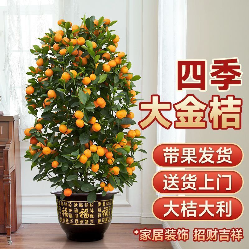金桔树盆栽带果客厅室内大型植物小橘子盆景好养年桔招财绿植花卉