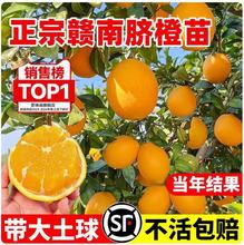 赣南脐橙苗嫁接纽苗荷尔橙子苗脐橙树苗果树苗地栽当年结果