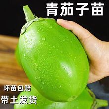 【包活】绿罐圆茄子秧苗绿茄子苗青长茄子苗春夏季四季农家蔬菜苗