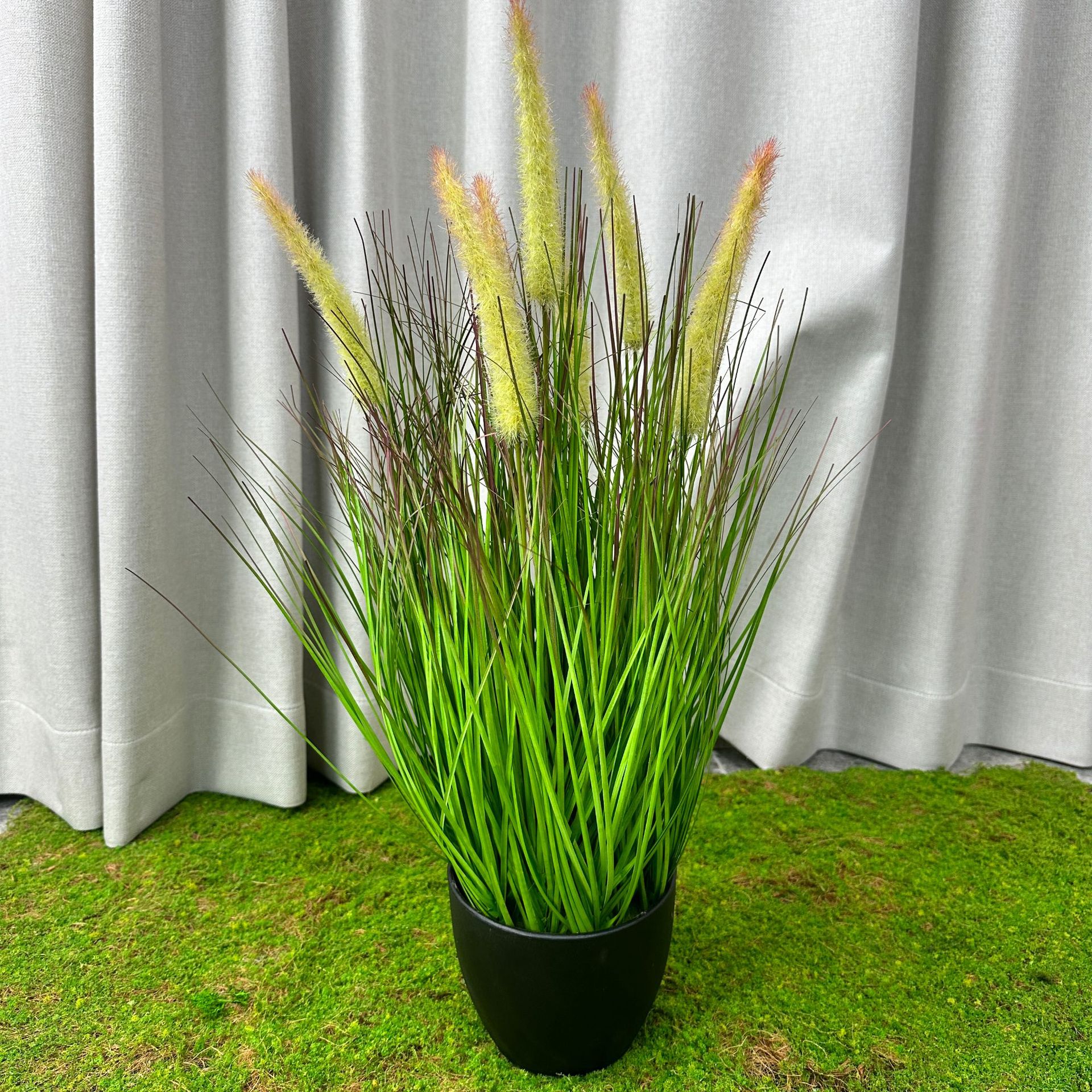 Hierba de cola de perro de primavera (50cm de altura)