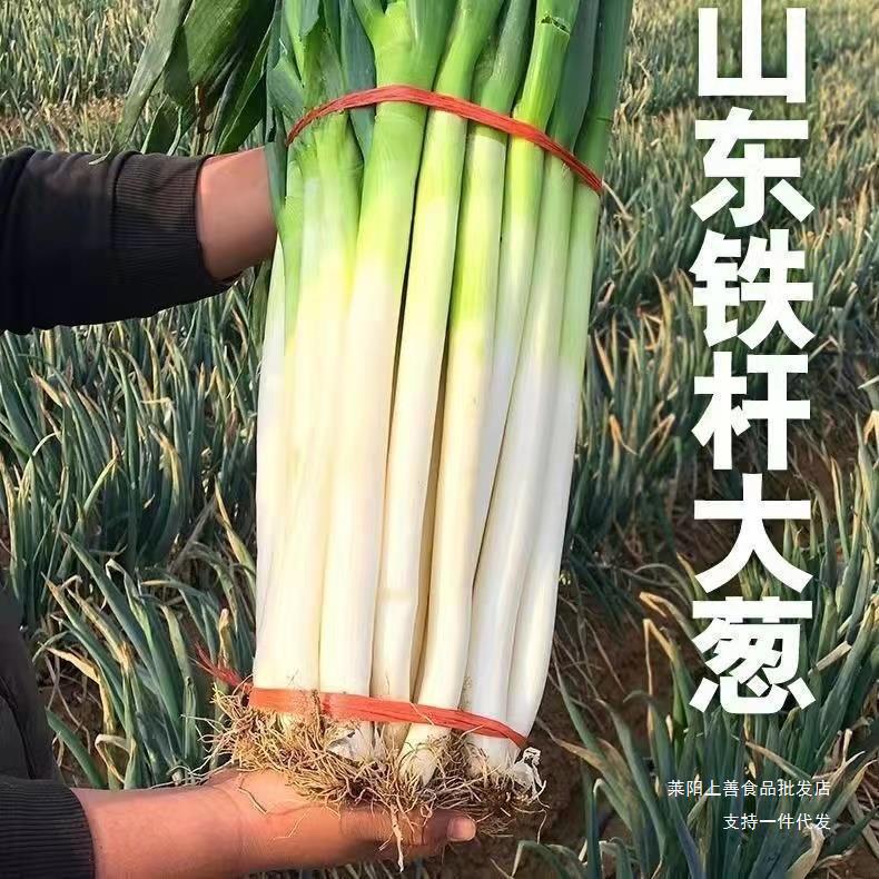 Shandong Green Onions, Zhangqiu Green Onions, Iron Green Onions, Fresh Crispy Sweet Farm Freshly Dug Onions, Small Chives, Fresh Green Onions