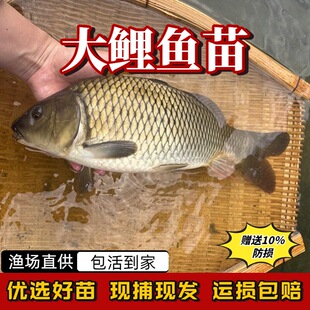 �ش����~���S�Ӵ����~�S�����~�������~���r���Bֳ��ʳ���a�~