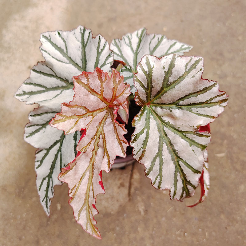 Haiwei Begonia Flowers Directly Approved Office Plants Green Plants Potted Flowers Wholesale Flower Sheds Self-Produced and Self-Sold Banchi