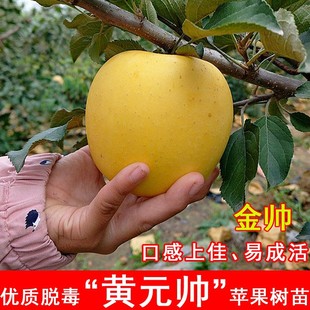 �޽��SԪ���O�����簫�������O��������S�㽶����Y�����Ϸ��Nֲ